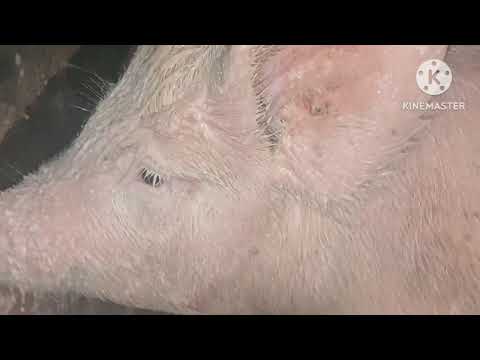 Видео: По хозяйству. Вместе с вами🙂