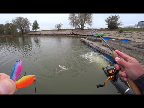 Видео: ФОРЕЛЬ ВЫБИРАЕТ ЭТИ БЛЕСНА Ловля форели на спиннинг и блесна осенью