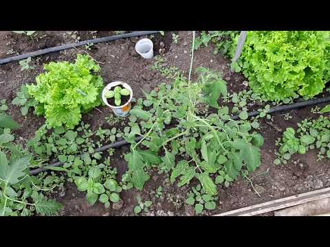 Видео: Тънкости при колтучене и формиране на доматите