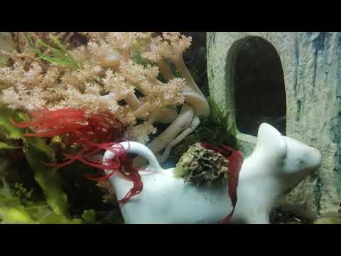 Видео: Водоросли в морском аквариуме