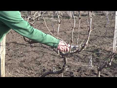 Видео: Ошибки при формировании кордона. Хисамутдинов А.Ф., 2020