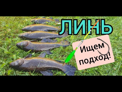 Видео: Линь 2022 Ищем подход