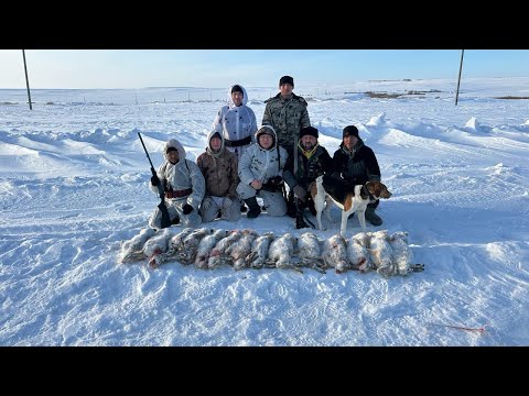 Видео: Охота на зайца