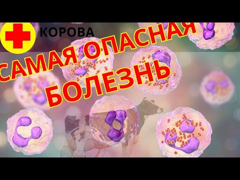 Видео: Самая ОПАСНАЯ болезнь коров