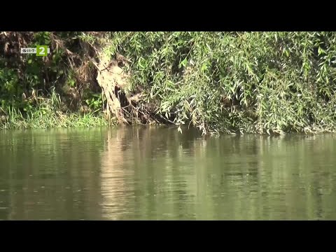 Видео: Риболовни изненади по бързеите и вировете на река Янтра - "Време за губене", 25.10.2025