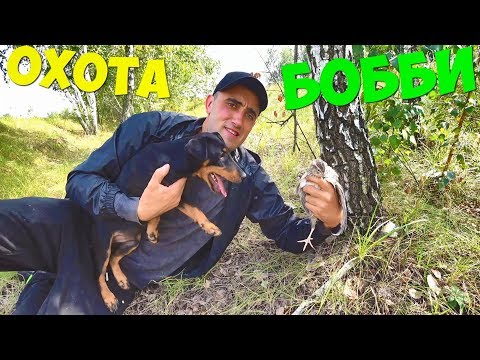Видео: ОХОТА С БОББИ НА ПЕРЕПЕЛУ ГОТОВЛЮ ШАШЛЫК ИЗ ПЕРЕПЕЛКИ