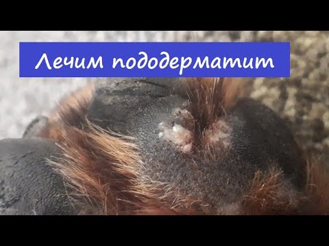 Видео: ЛЕЧИМ МЕЖПАЛЬЦЕВЫЙ ДЕРМАТИТ У СОБАКИ
