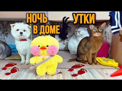Видео: НОЧЬ В КАРТОННОМ ДОМЕ УТКИ ЛАЛАФАНФАН! МИСТИКА...
