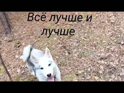 Видео: Всё лучше и лучше 