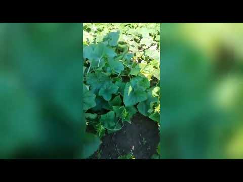 Видео: Дневник Агронома №38 Огурцы !!!