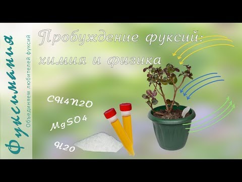 Видео: Пробуждение фуксий: химия и физика