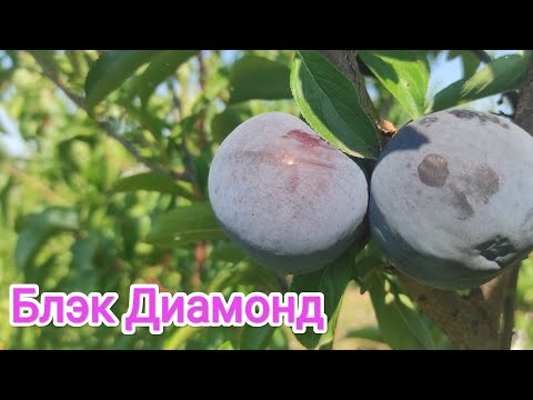 Видео: Диплоидная слива Блэк Диамонд/Plum Black Diamond