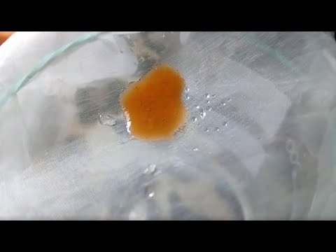 Видео: Разведение артемии в домашних условиях (выведение науплий)!!! Кормление малька живой артемией!