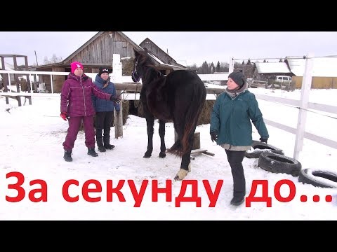 Видео: За секунду до... или как не напугать лошадь.