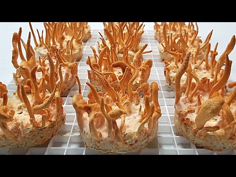 Видео: CORDYCAKE TEK, вытяжка не требуется