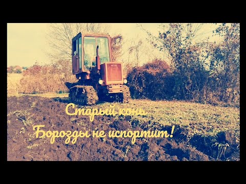 Видео: #пахота #молдован #плн Вспашка огорода трактором Т - 70.