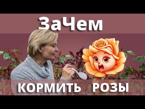 Видео: КОРМИТЬ РОЗЫ НАДО ОБЯЗАТЕЛЬНО! Чем, и зачем мы кормим розы! 27 апреля 2024 г.