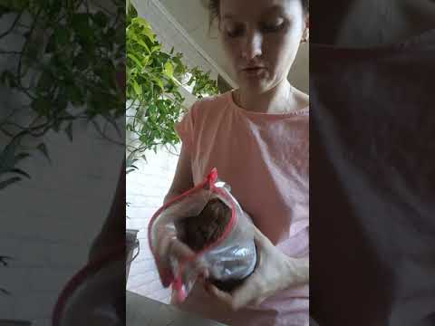 Видео: Мой Новый рецепт удобрения из органических отходов