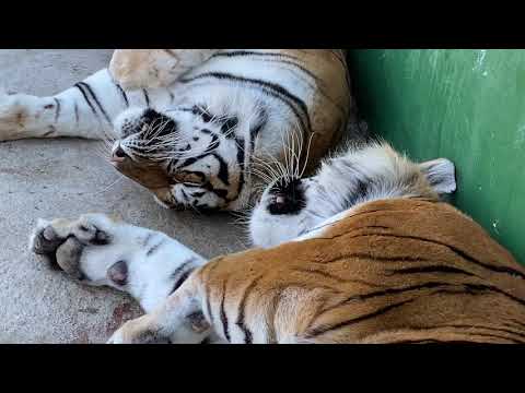 Видео: Как суматранские тигры ПОБЕЖДАЛИ в Монте Карло !