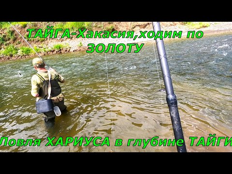 Видео: Рыбалка Хариус/Где то далеко в ТАЙГЕ/За всю ЖИЗНЬ не разу так не ловили ХАРИУСА!