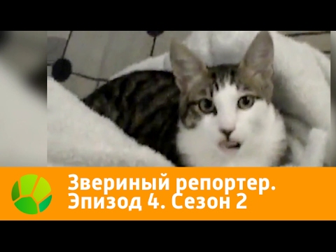 Видео: Звериный репортер. Эпизод 4. Сезон 2 | Живая Планета
