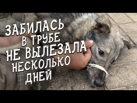 Видео: Спасение животных / Забилась в трубе / Спинальница Жуля