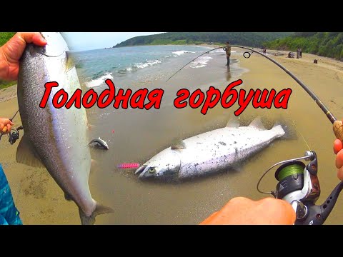 Видео: Сумасшедший клёв горбуши серебрянки на побережье охотского моря  Остров Сахалин