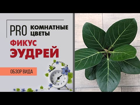 Видео: Фикус Эудрей бенгальский | Самый некапризный фикус | Как правильно ухаживать за бенгальским фикусом