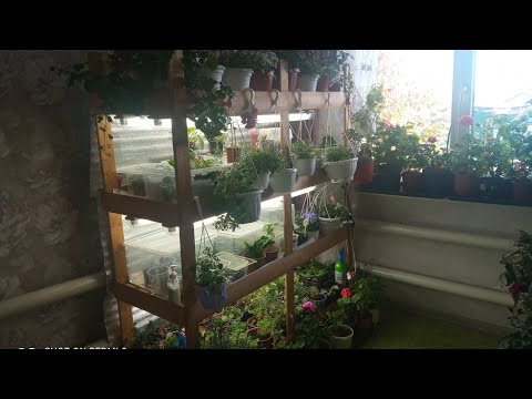Видео: Вегетативка дома. Что сохраняю?