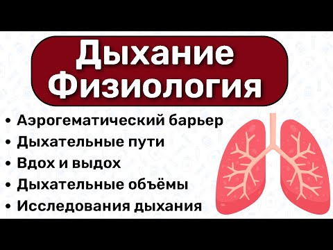 Видео: Физиология дыхания: механизм вдоха и выдоха физиология дыхательной системы, дыхательные пробы