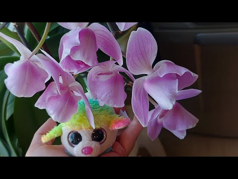 Видео: Мои ОРХИДЕИ/ Чем заняться в этот период 