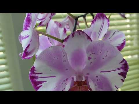 Видео: 🕊 Немного тишины. Хочу сказать важное. В ближайшее время видео не будет. Читайте описание.👇👇👇
