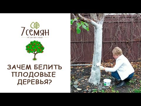 Видео: БЕЛИТЬ ИЛИ НЕТ? Правильная побелка плодовых деревьев осенью / 7 Семян