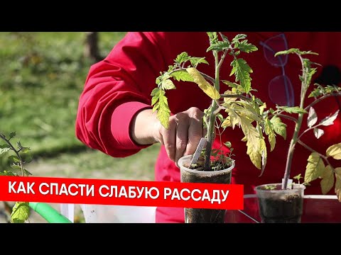 Видео: Как спасти слабую рассаду