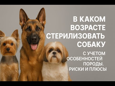 Видео: В каком возрасте стерилизовать собаку. Учет индивидуальных особенностей породы. Риски и преимущества