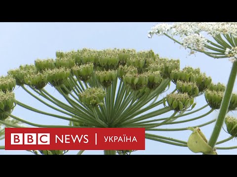 Видео: Амброзія, борщівник та нетреба: рослини, що псують нам життя