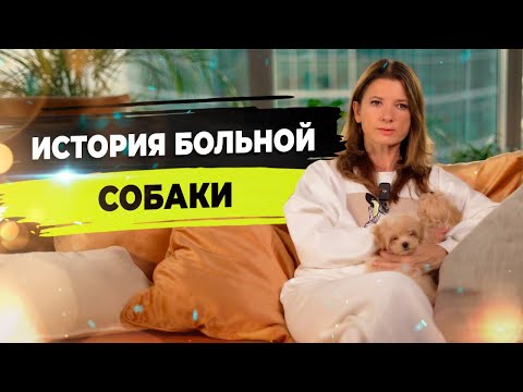 Видео: Инсульт у собаки. Восстановление собаки после инсульта.