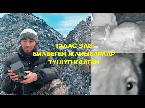 Видео: Жаратылыштын жан сакчысы | "Керемет өлкөм"