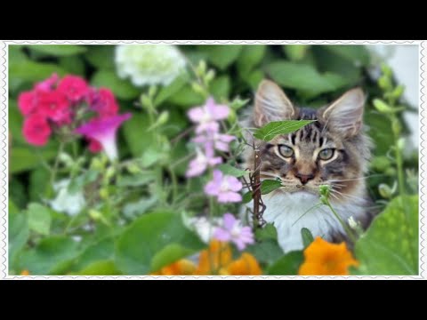 Видео: Котята мейн-куны, 2 серия. Знакомство с котом Вилли.