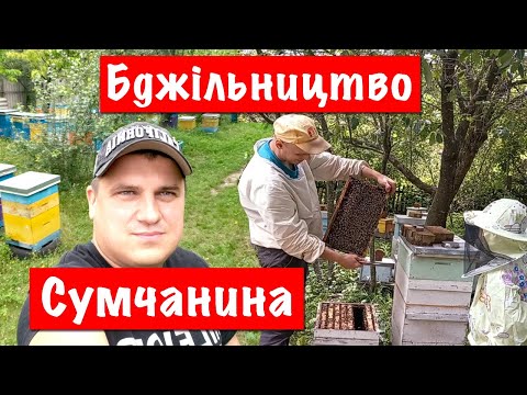 Видео: Андрій Сумчанин ✅ Технологія Бджільництва, Карніка 🐝