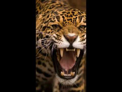 Видео: Глюк'оZа кошка это дикий зверь