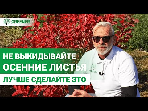 Видео: ОТЛИЧНОЕ УДОБРЕНИЕ С ОПАВШЕЙ ЛИСТВЫ. Как использовать листву с пользой?