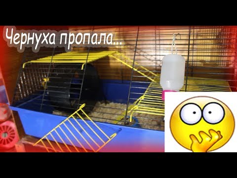 Видео: Чернуха пропала