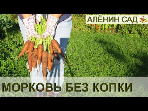Видео: МОРКОВЬ без копки грядок!!!
