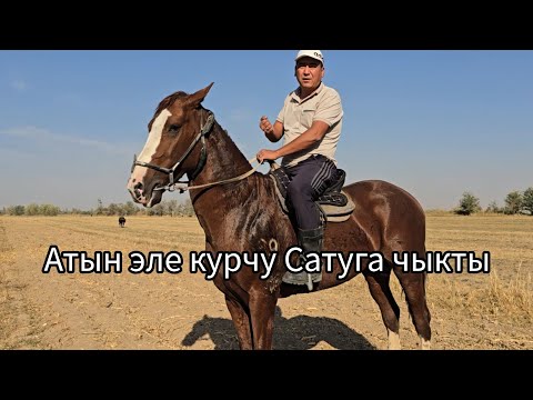 Видео: Бүгүн 24 октября 2025 Зор Ат Сатуга чыкты #horse #атбазар #жылкыбазар #rek #арабскиелошади #horse 