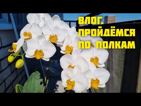 Видео: Влог. Посмотрим, что сейчас цветёт 😊