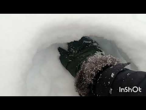 Видео: Ловля соболя на "подрез"