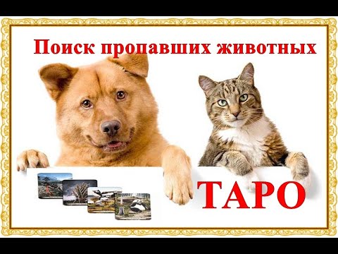 Видео: Поиск пропавших животных  таро (  Гадание живо ли пропавшее животное и вернется ли )
