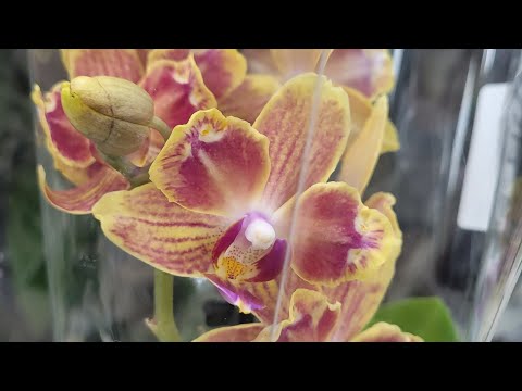 Видео: Обзор орхидей в магазине Luxury Plants город Москва