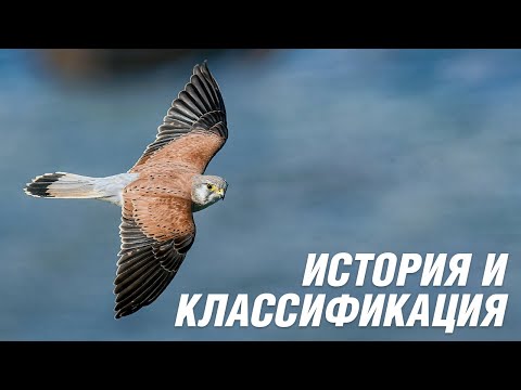 Видео: Керканья потомков Жуковского | часть 2